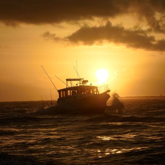 Meet your Posher, Joshua - Picture 1 of 1